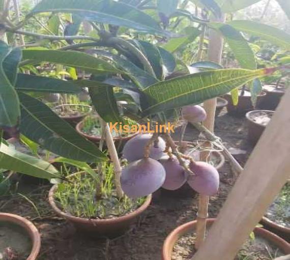 Online plants for sale
