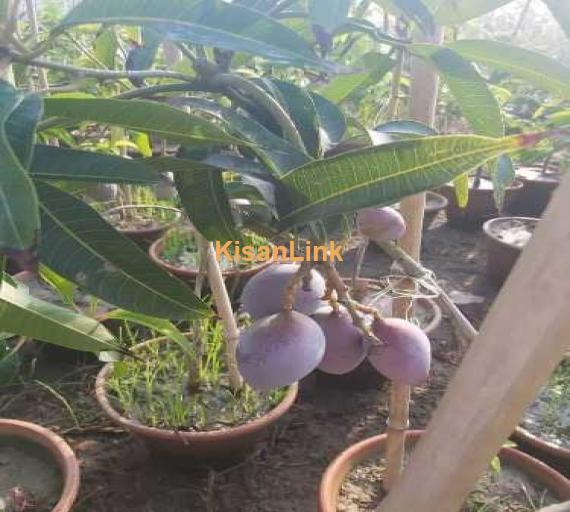 Online plants for sale