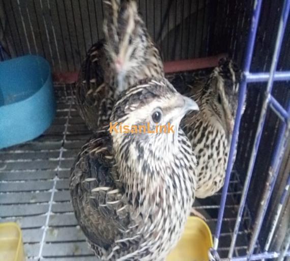 Batair (quail)3 pieces breeder,Trio