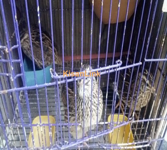 Batair (quail)3 pieces breeder,Trio