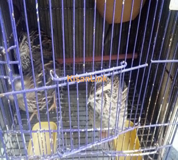 Batair (quail)3 pieces breeder,Trio