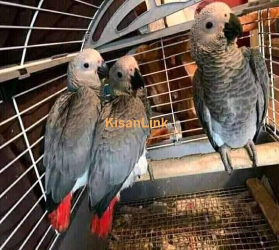 AFRICAN GREY PARROTS FOR SELL