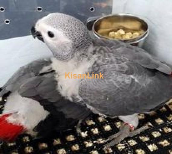 AFRICAN GREY PARROTS FOR SELL IN PAKISTAN