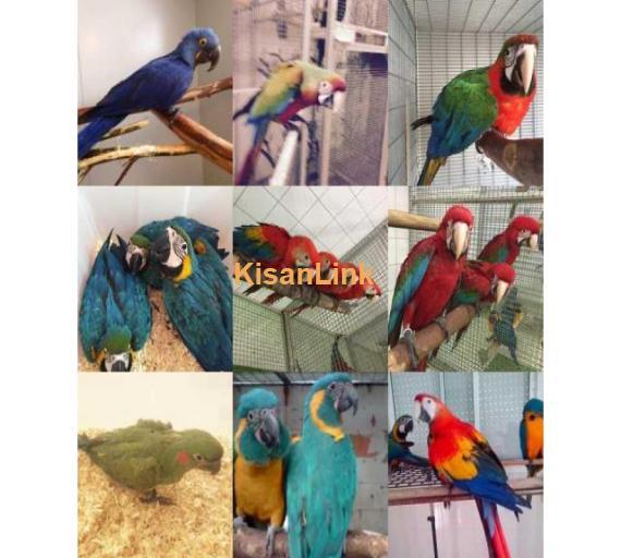 MACAWS PARROTS