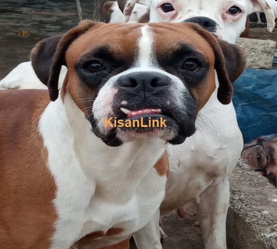 Boxer Dog Puppies available.