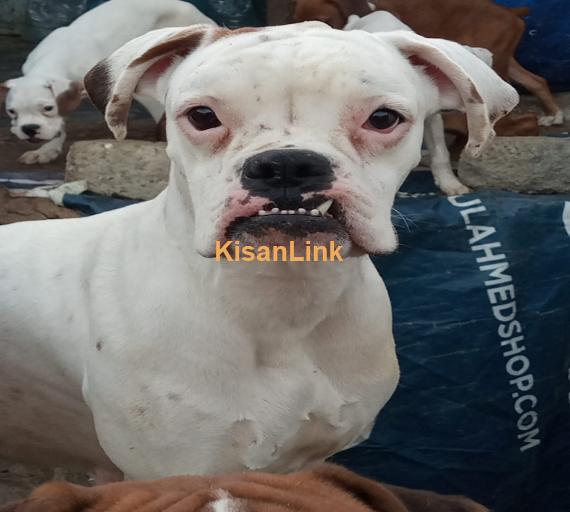 Boxer Dog Puppies available.