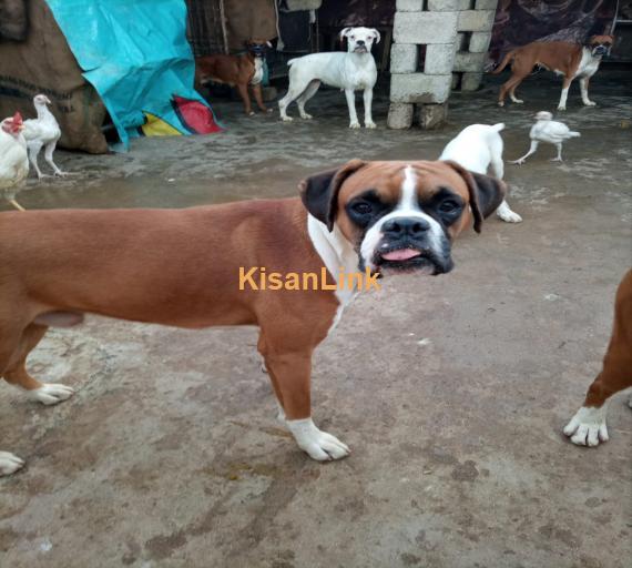 Boxer Dog Puppies available.