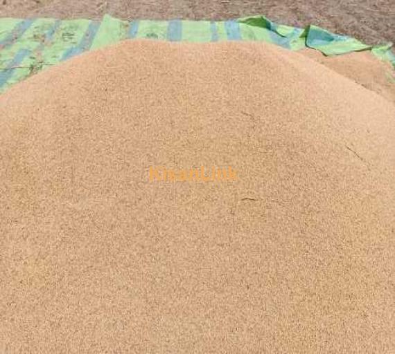 Wheat