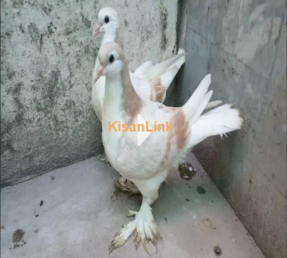 German Line Cream Bar Fancy Pigeon Chicks Available