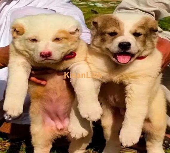 Dubai male or female for sale 3 mahine ke