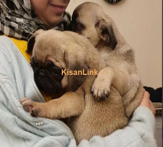 PUG FEMALE PUPPY