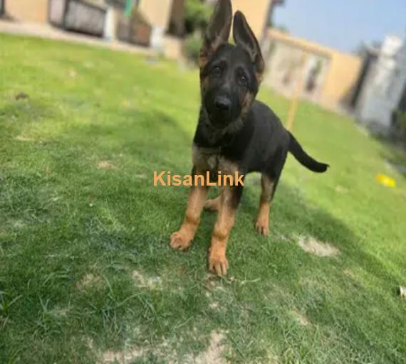 German shepherd puppy for sale