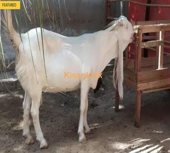 Gulabi Goat for sale