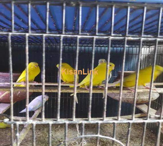 Australian Breeder Parrots with eggs and children.