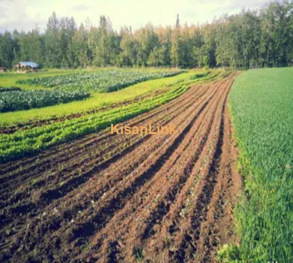 20 Acre Agriculture Land For Sale At Link Samundri Road For Investment