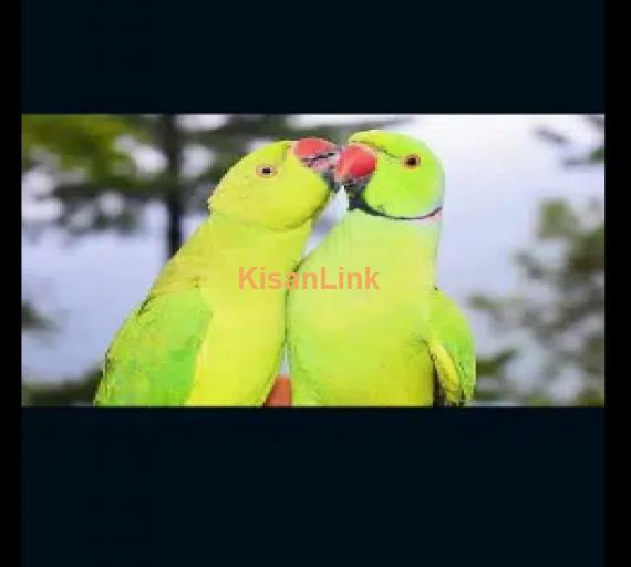 Green Parrots (Kathay)