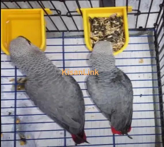 African grey parrot male female
