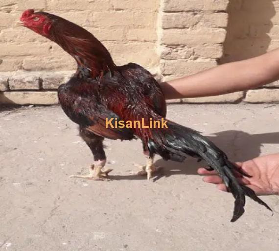 3 Aseel murgh Available