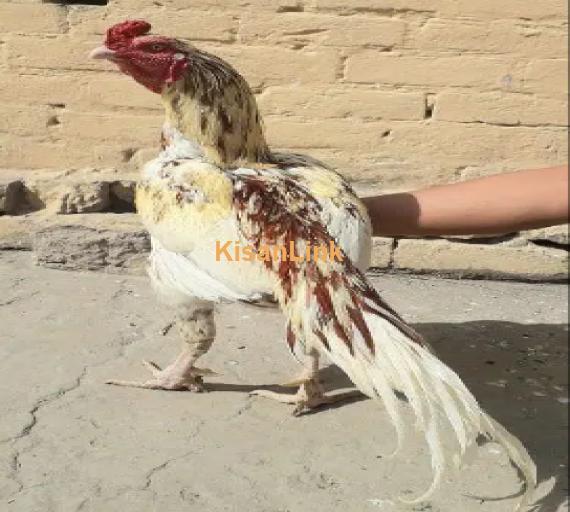 3 Aseel murgh Available
