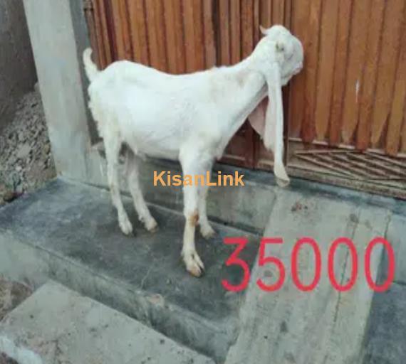 Gulabi Male Goat l Gulabi Bakra