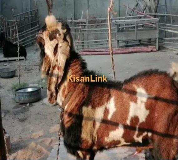 Desi Bakra Beetal breeder for Sale