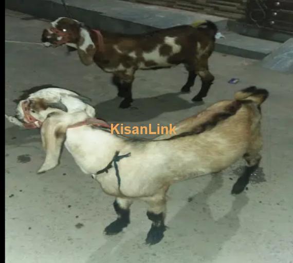 Goat for sale/bakra