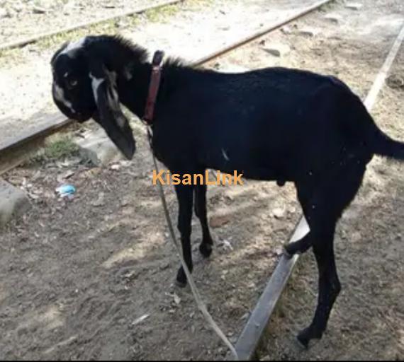 bakra for sale in Lahore