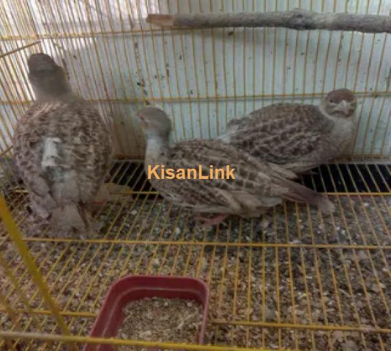 Dakhni Teetar egg laying