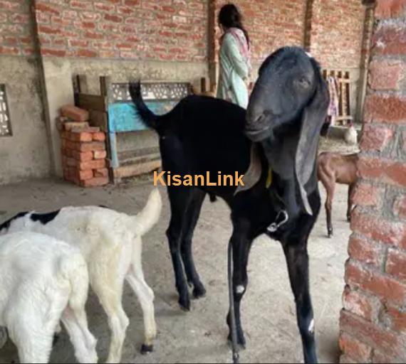 black bakra male goat