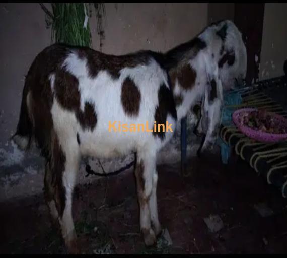 male bakra urgent sale