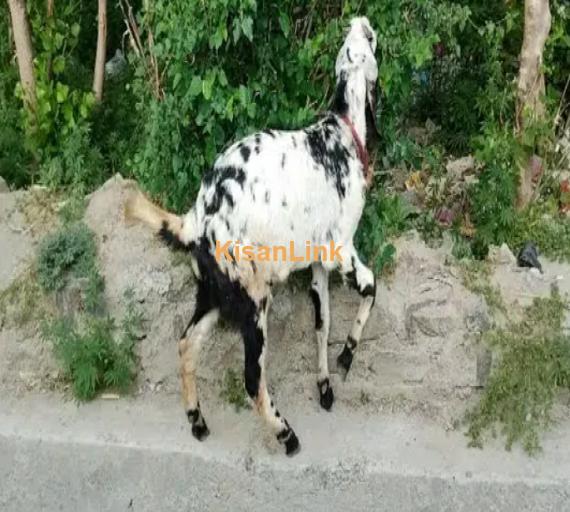 makhi china bakra