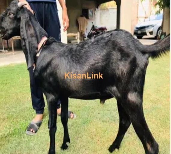 Pure Amritseri Beetal khasi Bakra age 14 months alive weight 50-60 KG