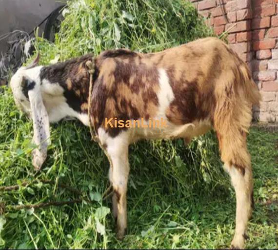 bakra available for sell