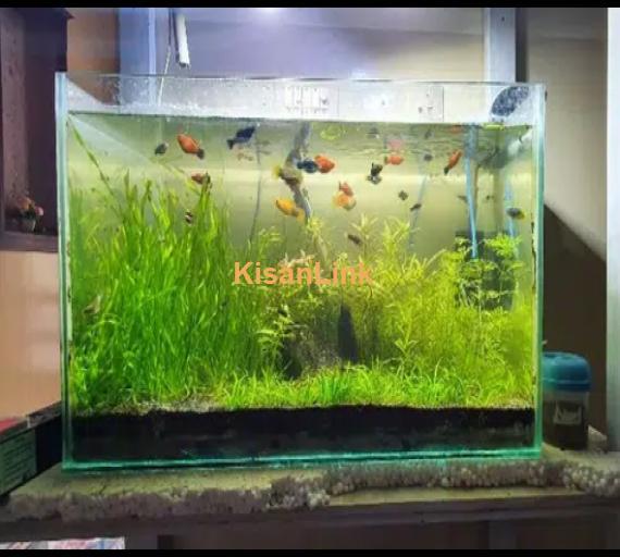 2 feet low tech planted aquarium