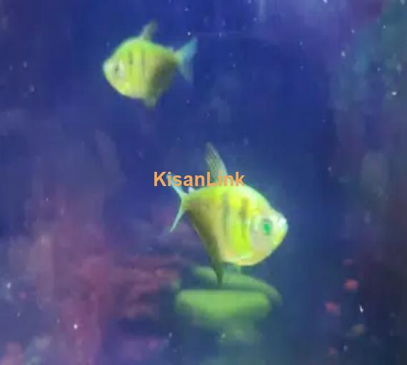 Angel fish and glow tetra