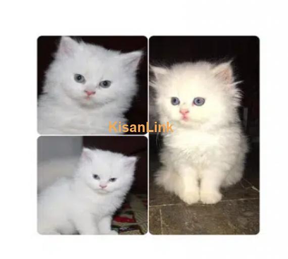 Persian Kitten/cat (Pure Breed With Health Assurance & Free delivery)