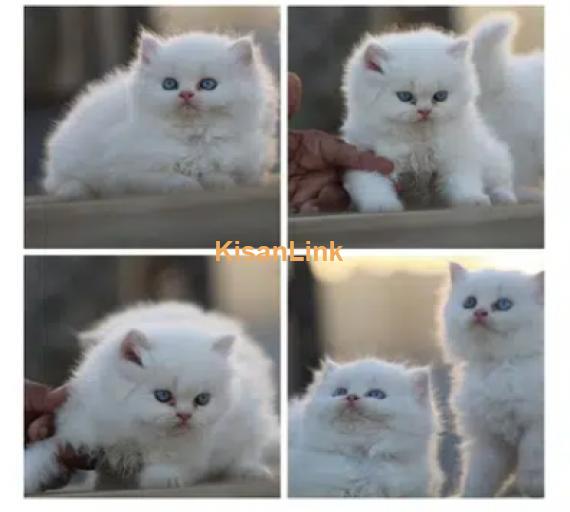 Persian Kitten/cat (Pure Breed With Health Assurance & Free delivery)