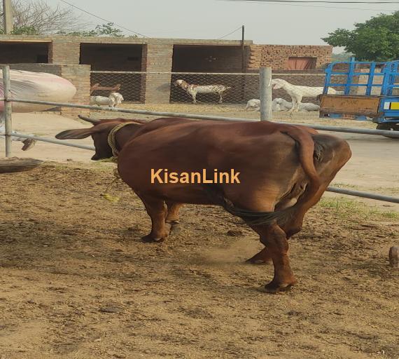 Pregnant cow sahiwal