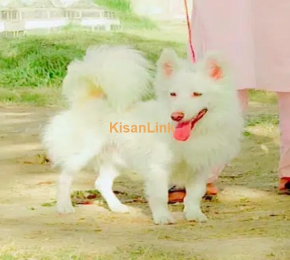 Russian puppy mail 10 month for sale