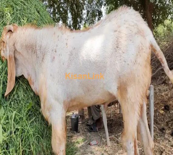 desi Bakra for sale