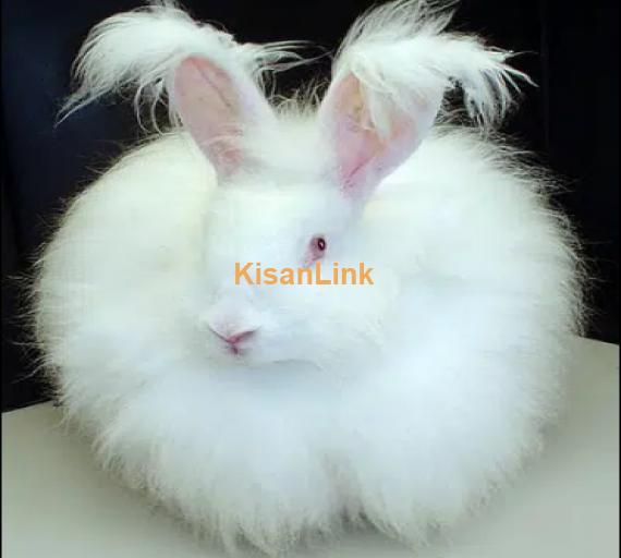 English Angora Rabbits - 100% Pure Breed For sale -Fluffy Rabbit Breed