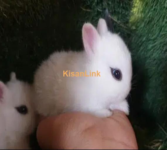 Hotot Dwarf Bunnies Rabbits Imported Pet