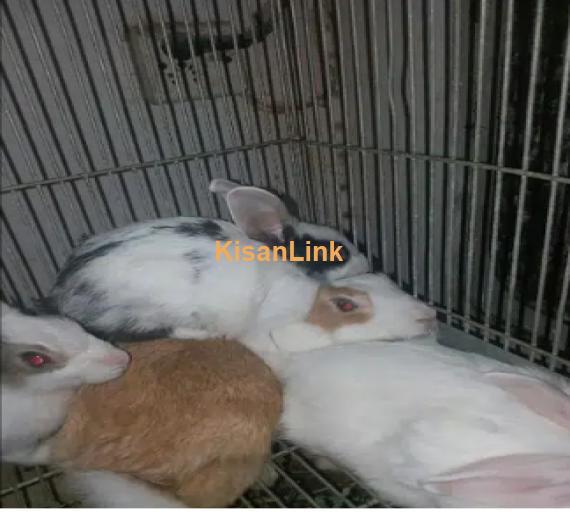 Rabbits for Sale