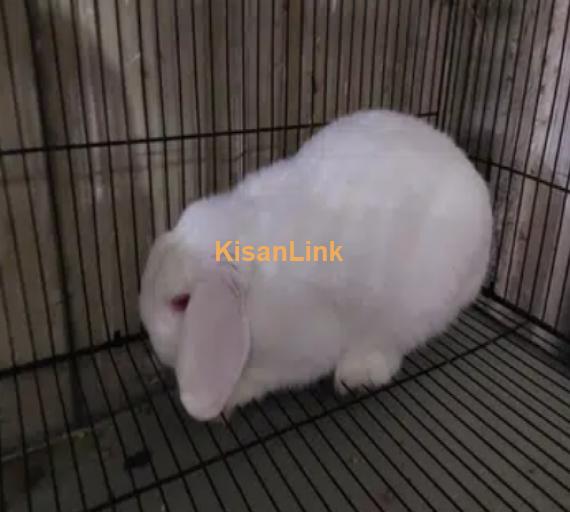 Excellent Quality Holland Loop male Rabbit