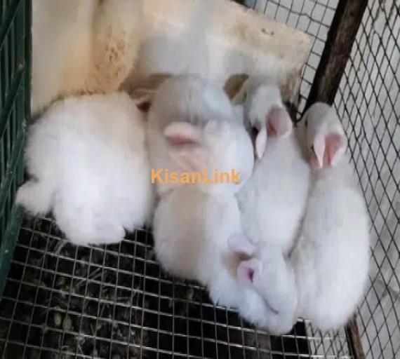 Imported Quality Rabbits for Sale