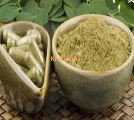 moringa plants