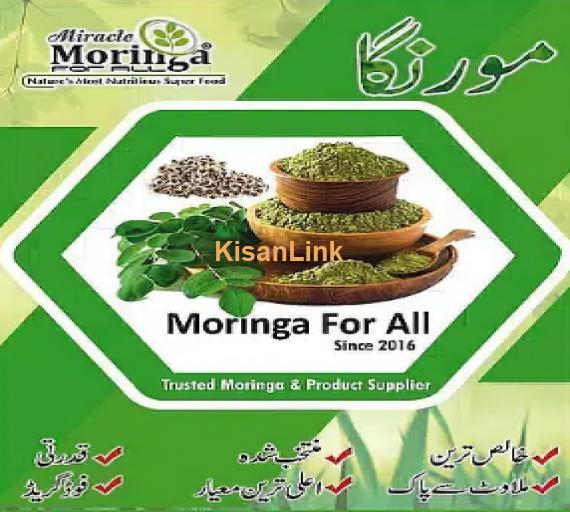 MORINGA NATURAL SHAMPOO MORINGA