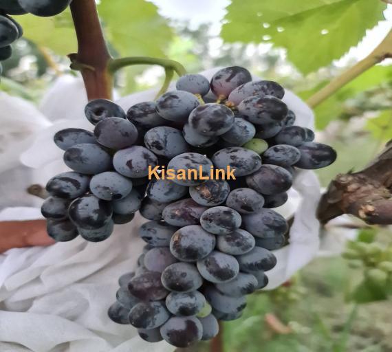 Special Seedless Grapes yard For Rent