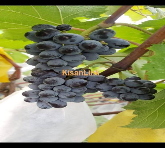 Special Seedless Grapes yard For Rent
