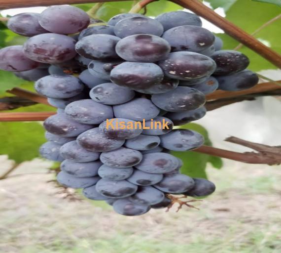 Special Seedless Grapes yard For Rent